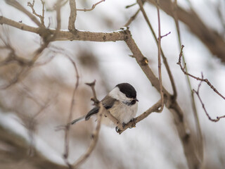 Cute bird the willow tit, song bird sitting on a branch without leaves in the winter.