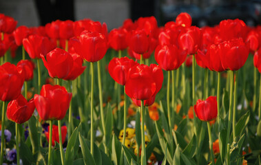 Fototapeta premium red tulips field