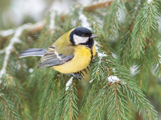 Cute bird Great tit, songbird sitting on the fir branch with snow in winter