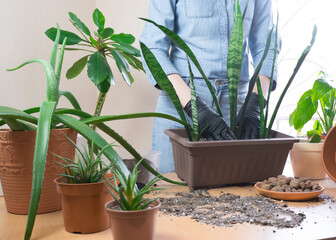 Transplanting snake plant or Sansevieria houseplant. Home gardening, greenery concept.
