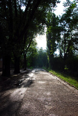 Fototapeta premium Road to the forest