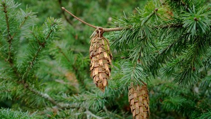 Green Douglas fir branch with cones. Conifer tree. Pseudotsuga menziesii
