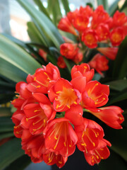 clivia - clivie