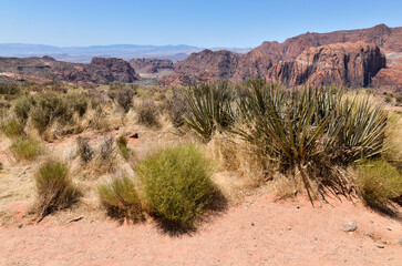 native desert plants on the rim of Snow Canyon in southwest Utah