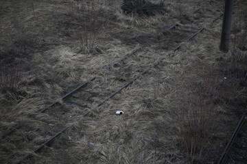 Abandoned railroad tracks. Steel rails overgrown with grass