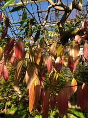 Beautiful bright cinnamon tree