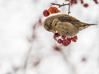 Red Crossbill female sitting on the tree branch and eats wild apple berries. Crossbill bird eats berries.
