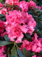 pink hydrangea flowers