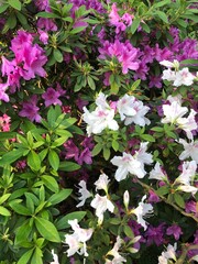 pink and white flowers