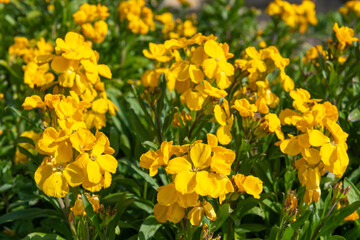 Obraz premium Yellow wallflowers (erysimum cheiri) in bloom