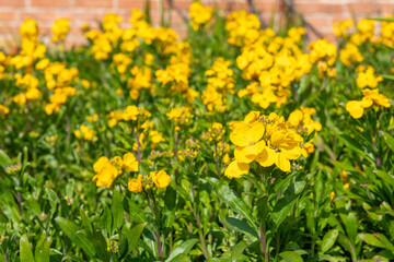 Yellow wallflowers (erysimum cheiri) in bloom