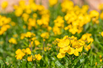 Yellow wallflowers (erysimum cheiri) in bloom