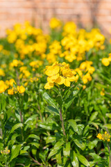 Yellow wallflowers (erysimum cheiri) in bloom