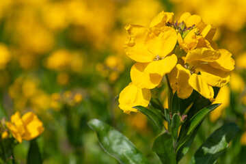 Yellow wallflowers (erysimum cheiri) in bloom