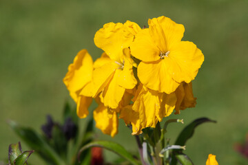 Obraz premium Yellow wallflowers (erysimum cheiri) in bloom