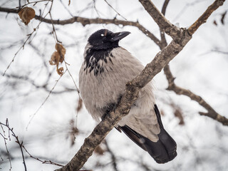 A hooded crow sitting on a tree