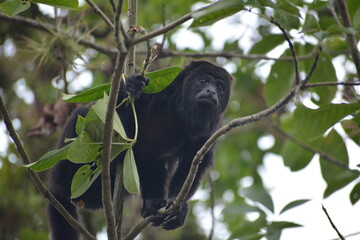 mono aullador
Chiapas, México