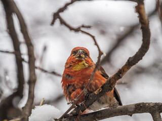 Red Crossbill male sitting on the tree branch and eats wild apple berries. Crossbill bird eats berries.