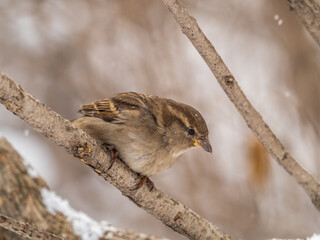Sparrow sits on a branch without leaves.