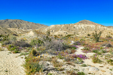 Fototapeta na wymiar Colorful desert flowers and bare hills near Arroyo Salado, at the eastern border of Anza-Borrego Desert State Park, California, USA 