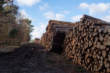 Holz Fällarbeiten im Wald