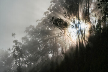 Beautiful and dark Eucalyptus forest covered by fog in the evening in Madeira, Portugal