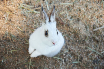 It's a cute little rabbit.
