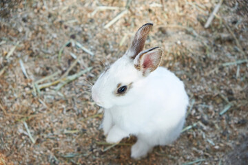 It's a cute little rabbit.
