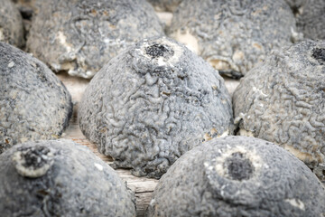 Little and tasted fresh french cheese