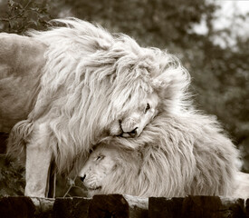 Portrait zweier weißer Löwen die miteinander schmusen in sepia tönen