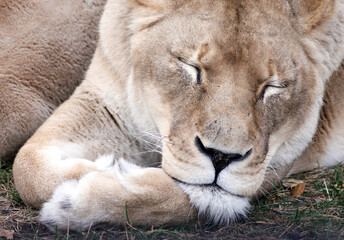 Close Up einer schlafenden Löwin auf dem Boden