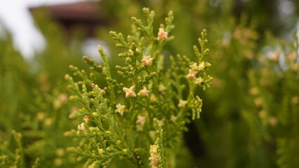 flowers of the bush