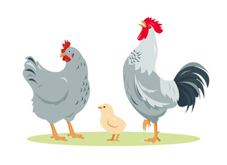 Set of poultry farm chicken family. Rooster cock, hen and chick isolated on white background. Chicken birds icons in flat or cartoon style vector illustration.