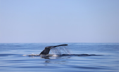 Fototapeta premium Humpback Whale fluke