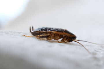 Selective focus on a cockroach, cockroach eating on a white napkin.
