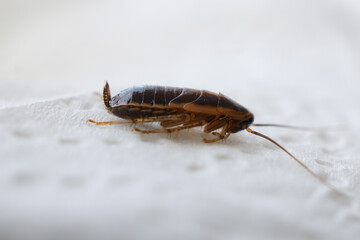 Selective focus on a cockroach, cockroach eating on a white napkin.