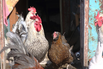rooster and han walking on poultry yard