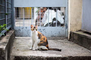 Cute Stray cat outdoor in village in Hong Kong, daytime, nobody