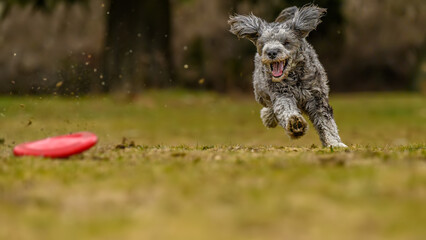 A young and playful goldendoodle running fast in the in the park while playing frisbee with his owner