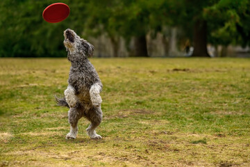 A young and playful goldendoodle running fast in the in the park while playing frisbee with his...