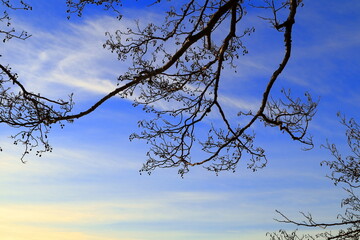 Branches of a alder tree during the winter or early spring. Dark silhouettes against the blue white sky. Stockholm, Sweden.