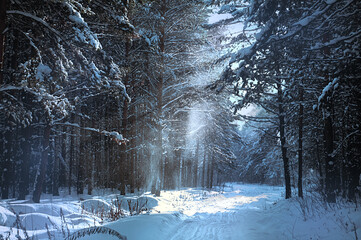 Winter forest landscape with falling snow.