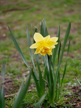 Gelbe Osterblume