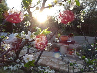 Obraz na płótnie Canvas Plum Tree Blossom in Spring