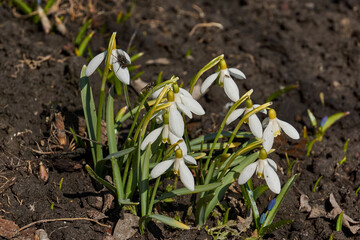Snowdrops bloom on the lawn in the garden. The snowdrop is a symbol of spring. Snowdrop, or Galanthus (lat. Galanthus), is a genus of perennial herbs of the Amaryllis family (Amaryllidaceae).
