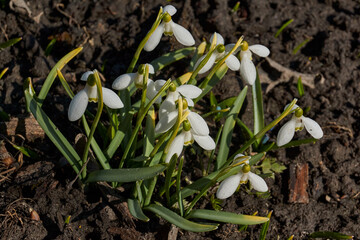 Snowdrops bloom on the lawn in the garden. The snowdrop is a symbol of spring. Snowdrop, or...