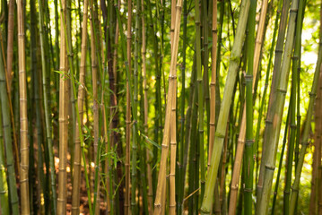 Bamboo branches background shot