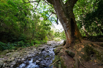 Fototapeta premium Iao stream in the rainforest of the Iao Valley in the west of Maui island in Hawaii, United States