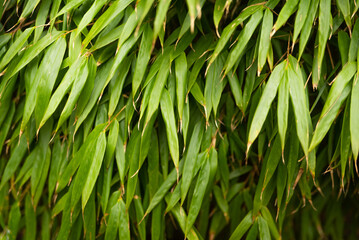 Bamboo branches background shot