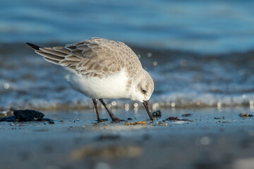Sanderling (Calidris alba) foraging on the beach along the shoreline